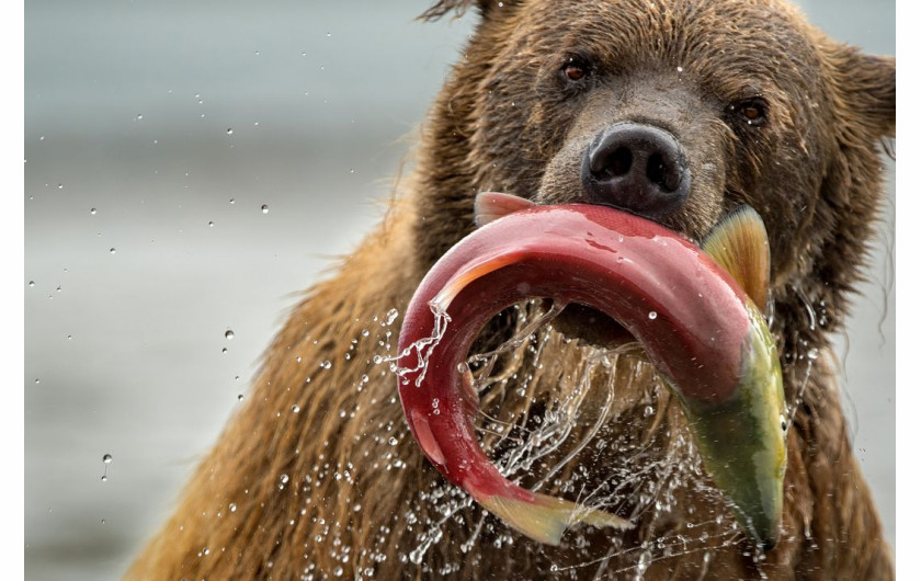 fot. Roie Galitz, Bear and Salmon,  finalista kategorii Natural World