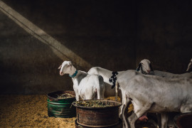 fot. Guillaume Flandre, "Sheep in Dakar", 1. miejsce w kategorii Food in the Field