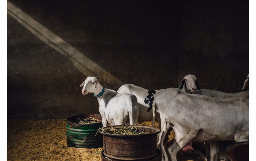 fot. Guillaume Flandre, Sheep in Dakar, 1. miejsce w kategorii Food in the Field
