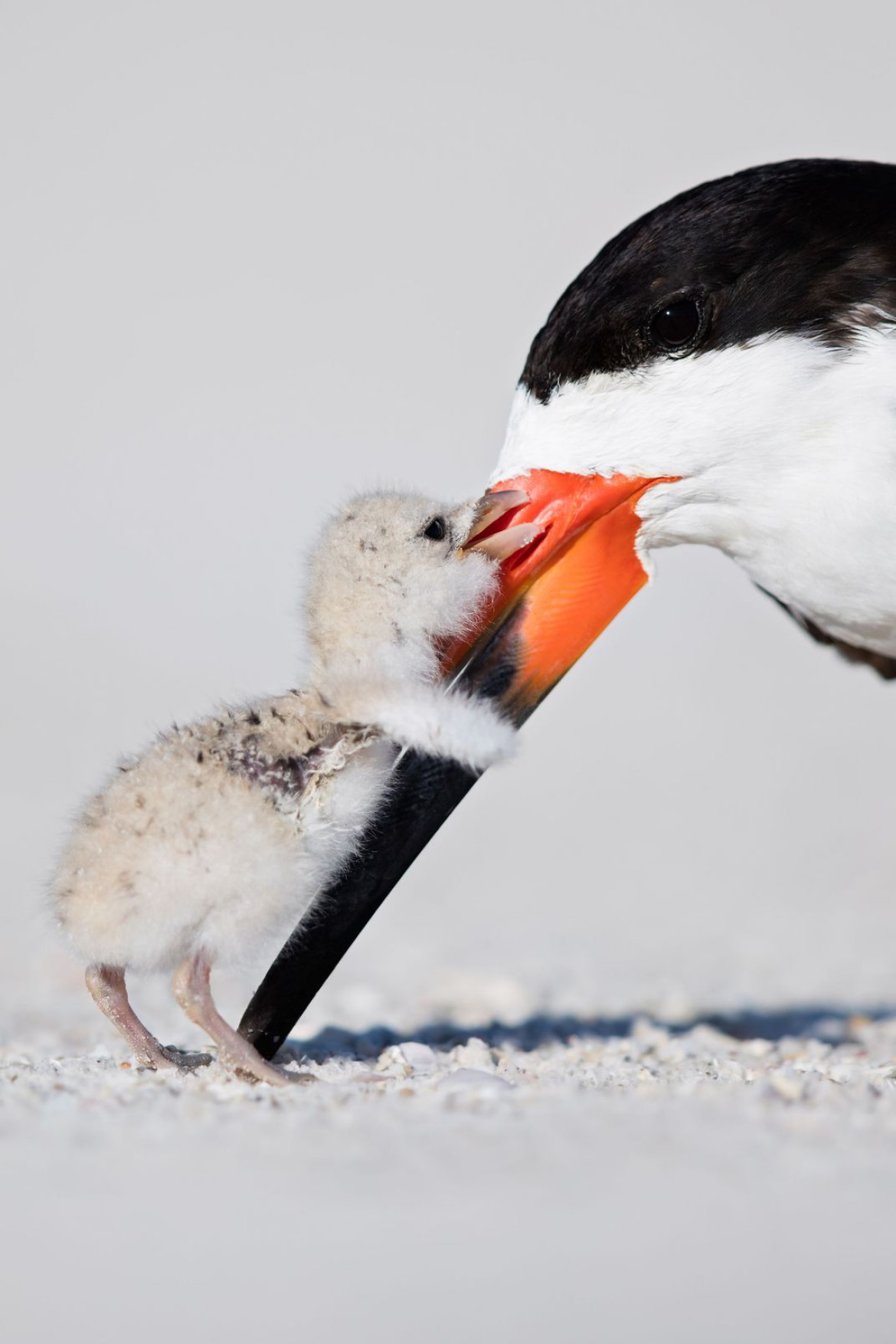 fot. Thomas Chadwick, "Affection, finalista kategorii Natural World 