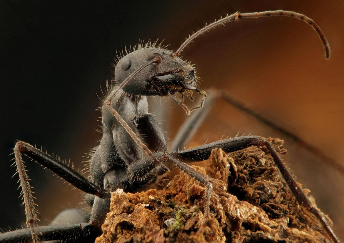 Roger Mepsted, „Mała mrówka” / Luminar Bug Photography Awards 2020