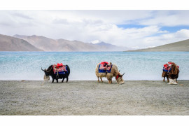 fot. Yusuf Chiniwala, "Yaks Beside Pangong Lake", finalista kategorii Travel