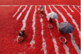 fot. Azim Khan Ronni, "Red Chili Pepper Pickers", finalista kategorii Travel