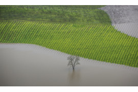 fot. George Rose, "Vineyard Flooding", 1. miejsce w kategorii Errazuriz Wine Photographer of the Year - Places