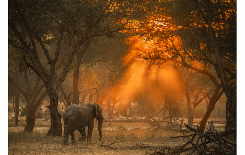 Fot. Greg du Toit, 1. miejsce w profesjonalnej kat. Wildlife / Fine Art Photography Awards 2024