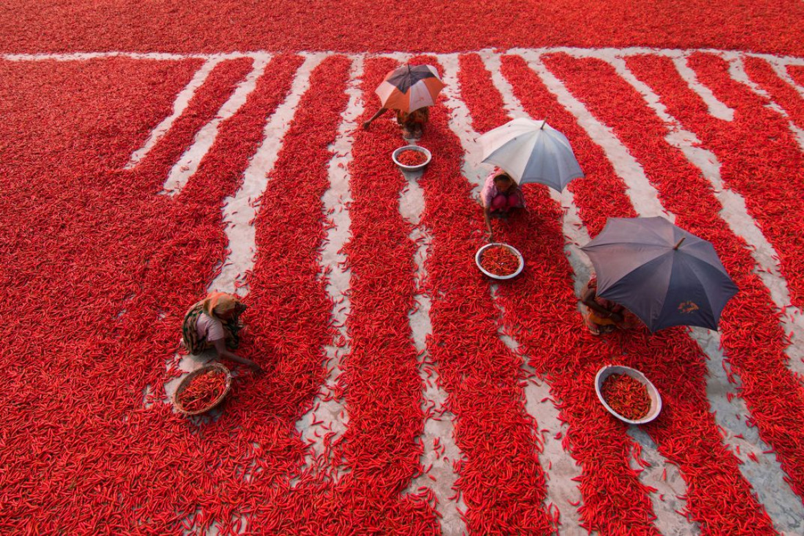 fot. Azim Khan Ronni, "Red Chili Pepper Pickers", finalista kategorii Travel