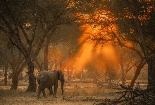Fot. Greg du Toit, 1. miejsce w profesjonalnej kat. Wildlife / Fine Art Photography Awards 2024