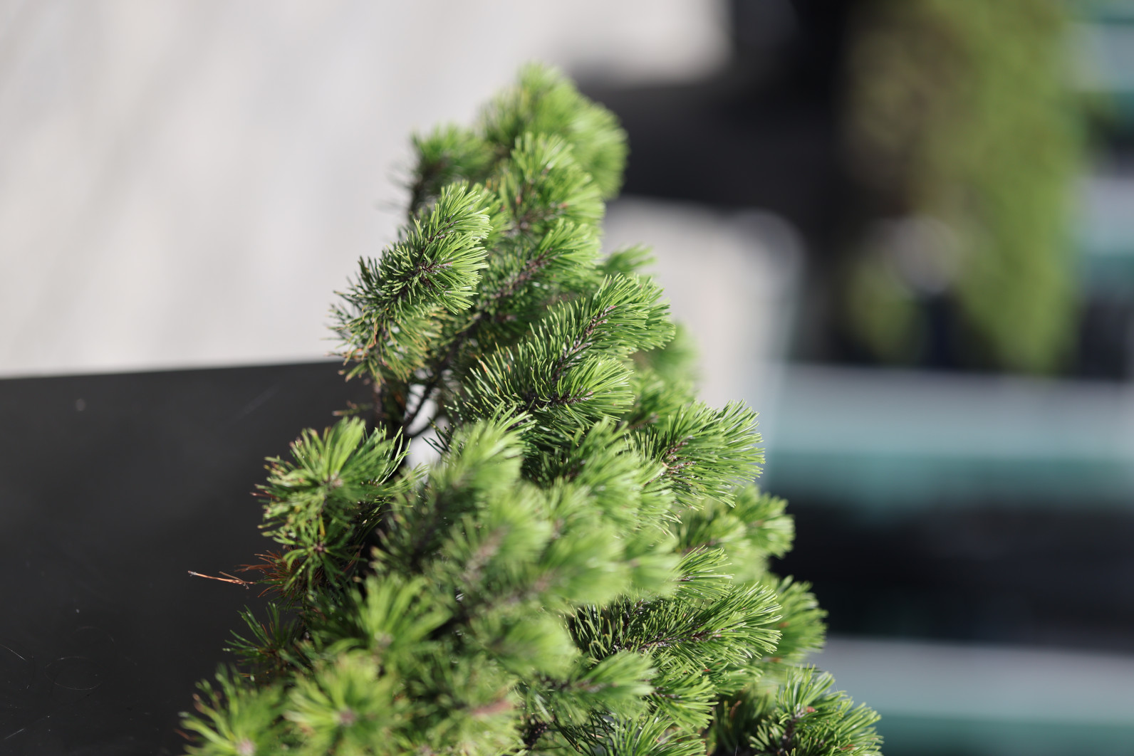 1/5000 s, f/1.4, ISO 100, 85.0 mm