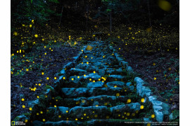 fot. Y. Takafuji, "Forest of the Fairy", wyróżnienie w kategorii Natura