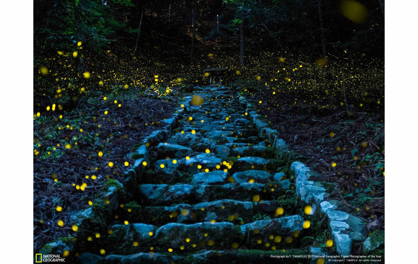 fot. Y. Takafuji, Forest of the Fairy, wyróżnienie w kategorii Natura