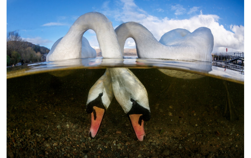 Grant Thomas - British Underwater Photographer of the Year 2018