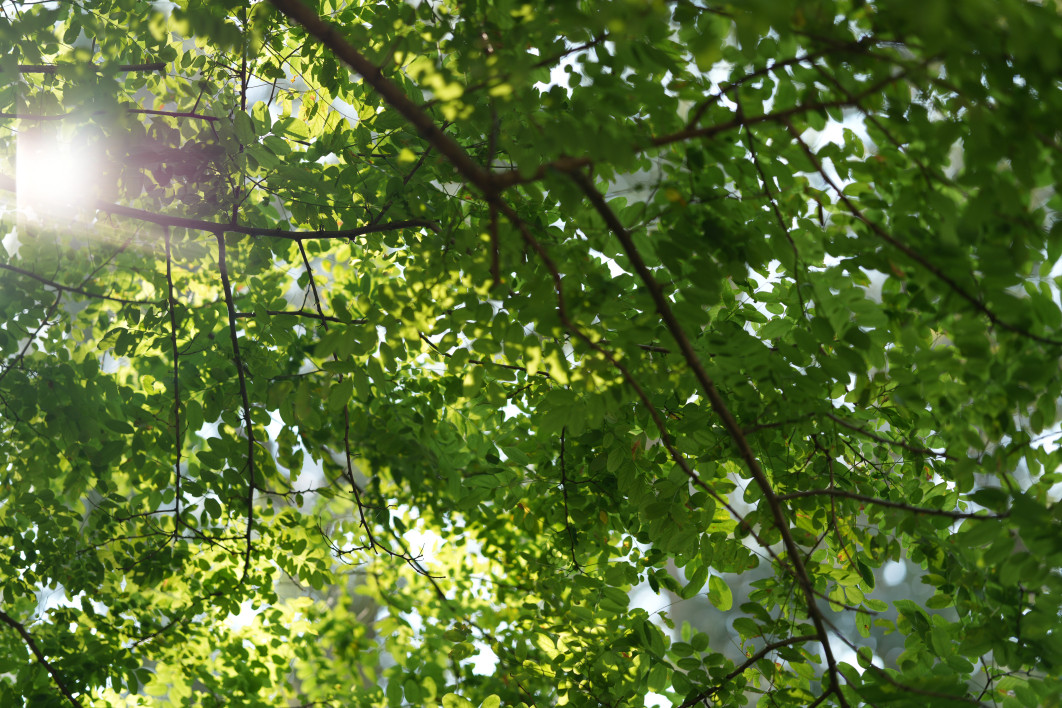 1/800 s, f/1.4, ISO 100, 85 mm
