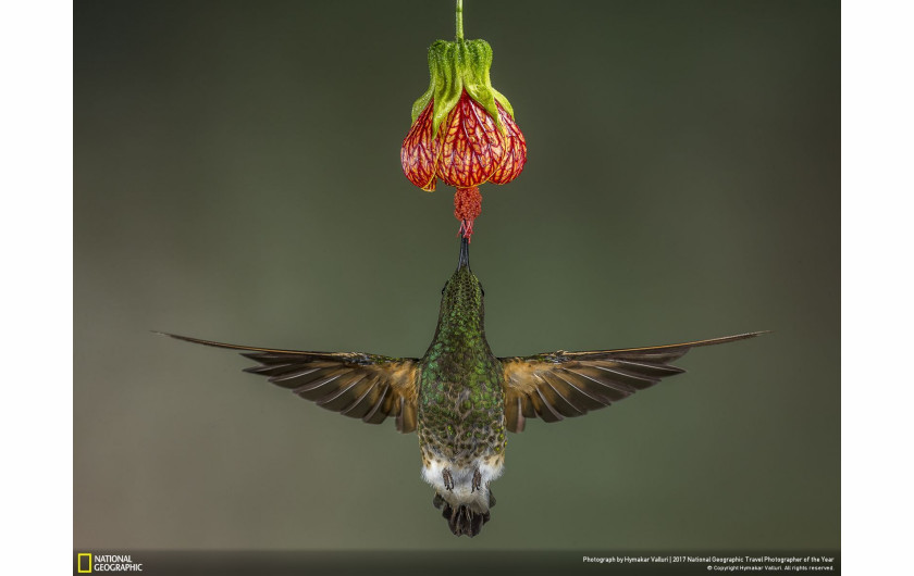 fot. Hymakar Valluri, Buff Tailed Coronet, nagroda publiczności w kategorii Natura