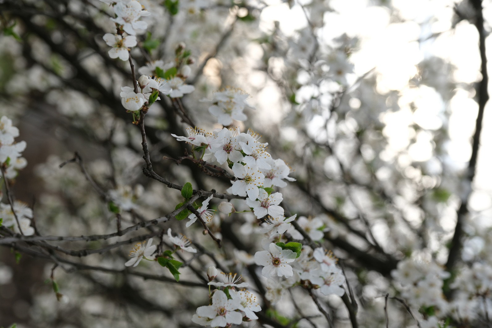 1/200 s, f/4.5, ISO 200, 55.0 mm