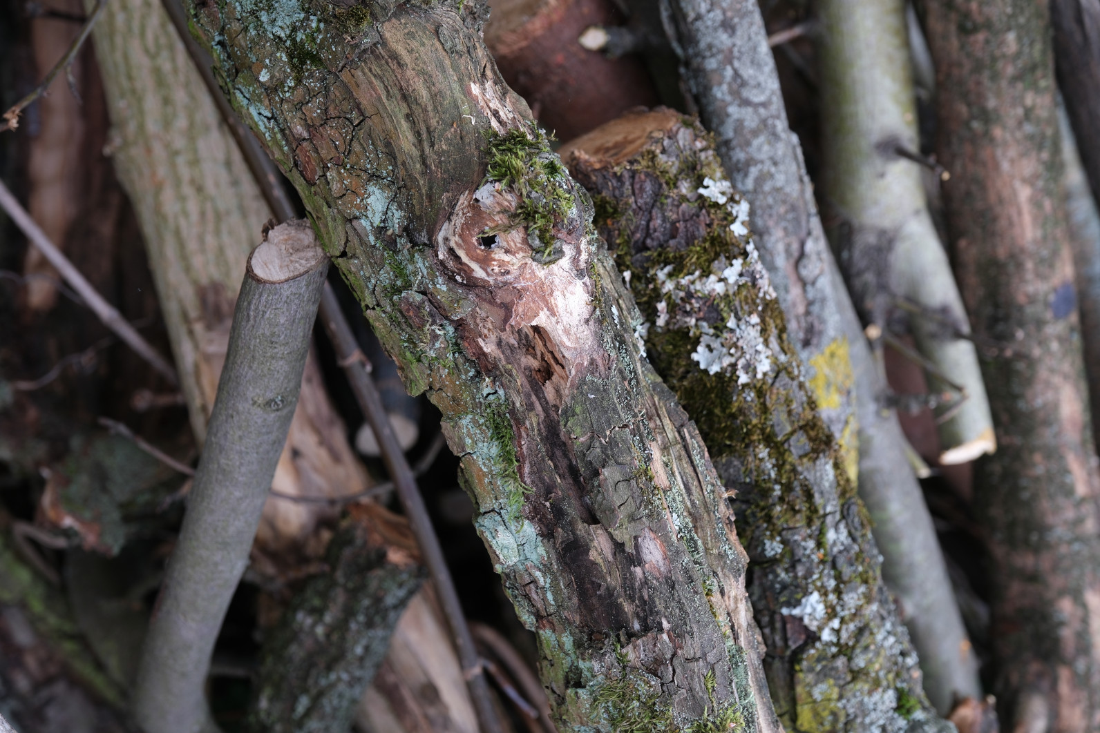 1/38 s, f/4.5, ISO 200, 55.0 mm