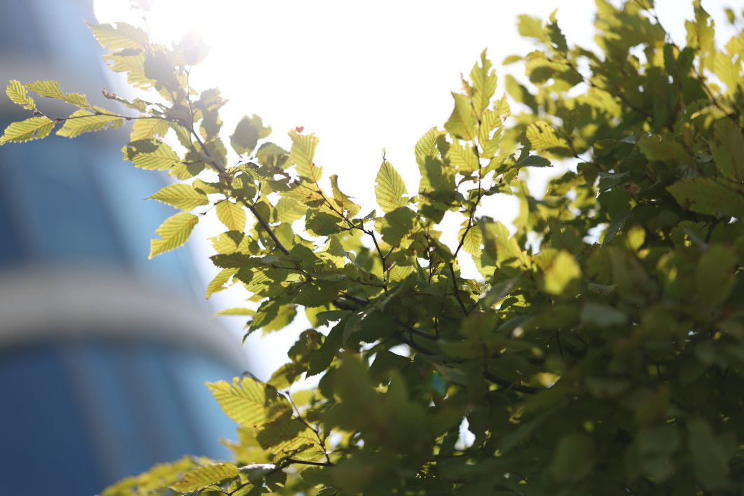 1/8000 s, f/1.4, ISO 100, 85.0 mm