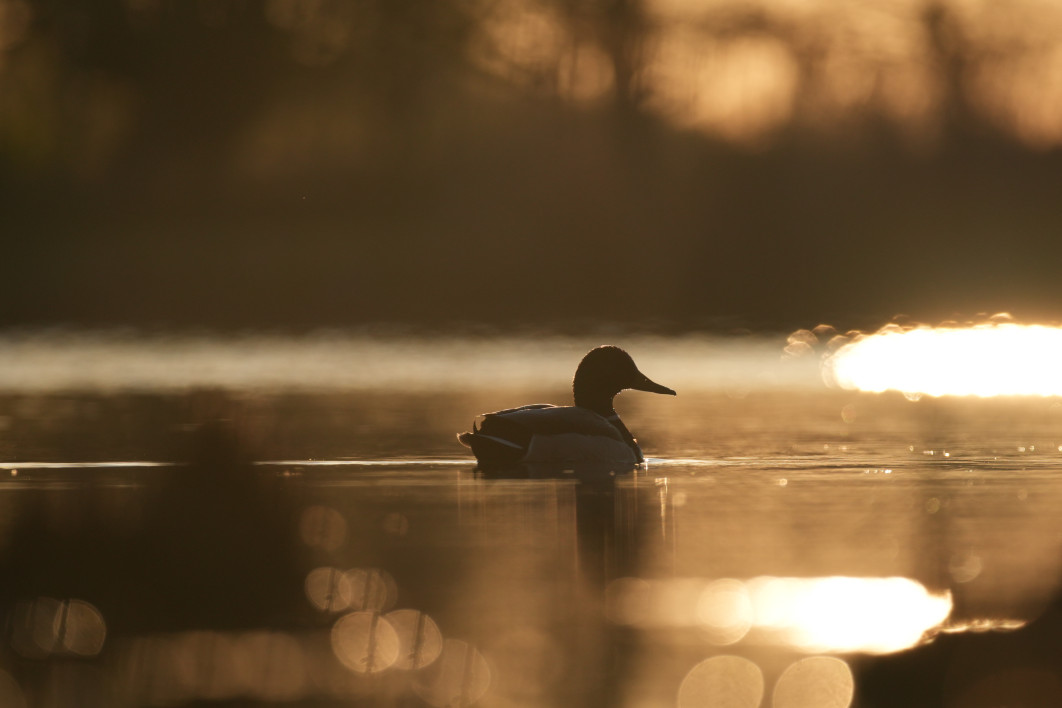 1/3200 s, f/4.5, ISO 400, 400.0 mm, crop APS-C