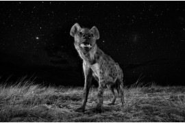 fot. Will Burrard Lucas, UK. z cyklu "African Wildlife At Night" 1. miejsce w kategorii Świat Natury