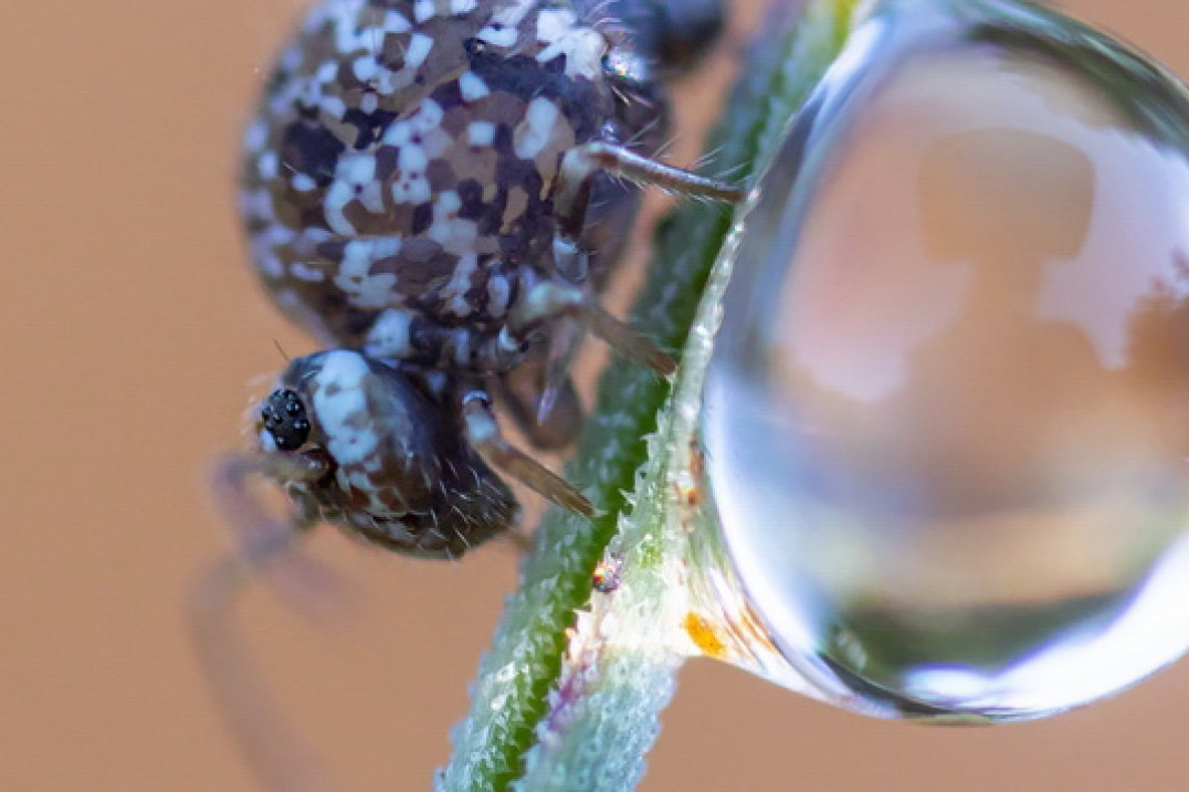 Wizje Natury 2020 - wirtualny festiwal fotografii przyrodniczej