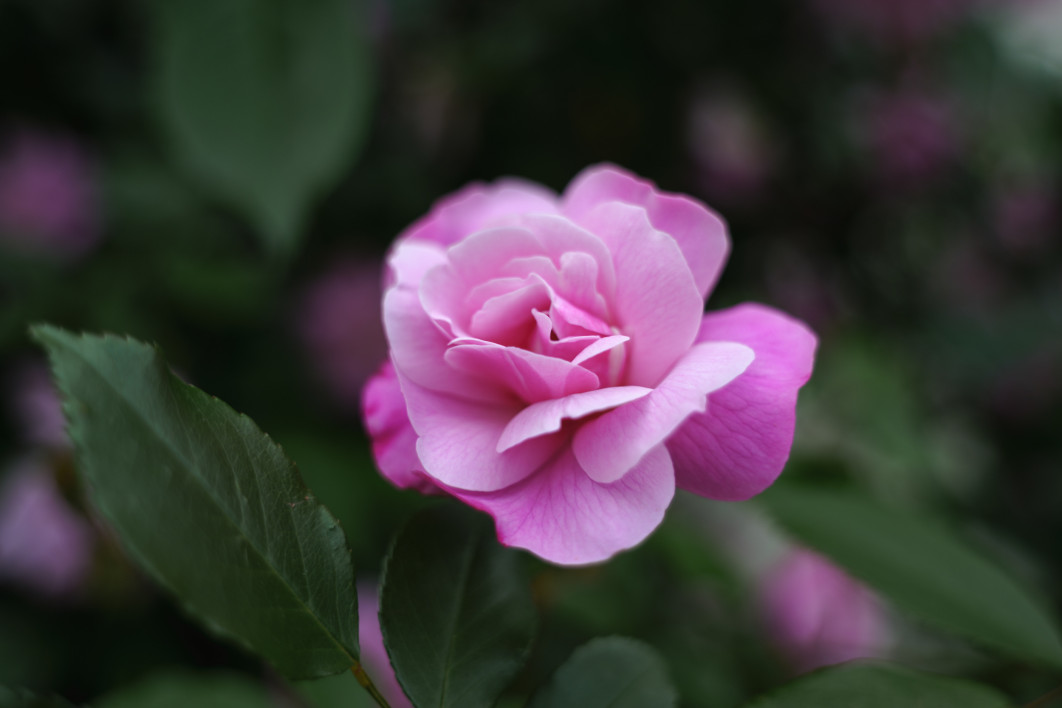 1/160 s, f/3.7, ISO 100, 35.0 mm