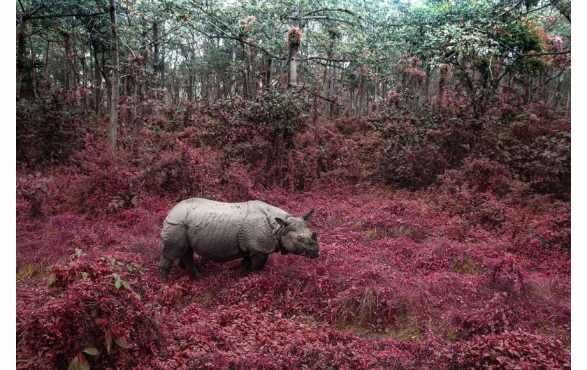 fot. Tanya Sharapova, Rhino From Chitwan, finalista kategorii Altered Images