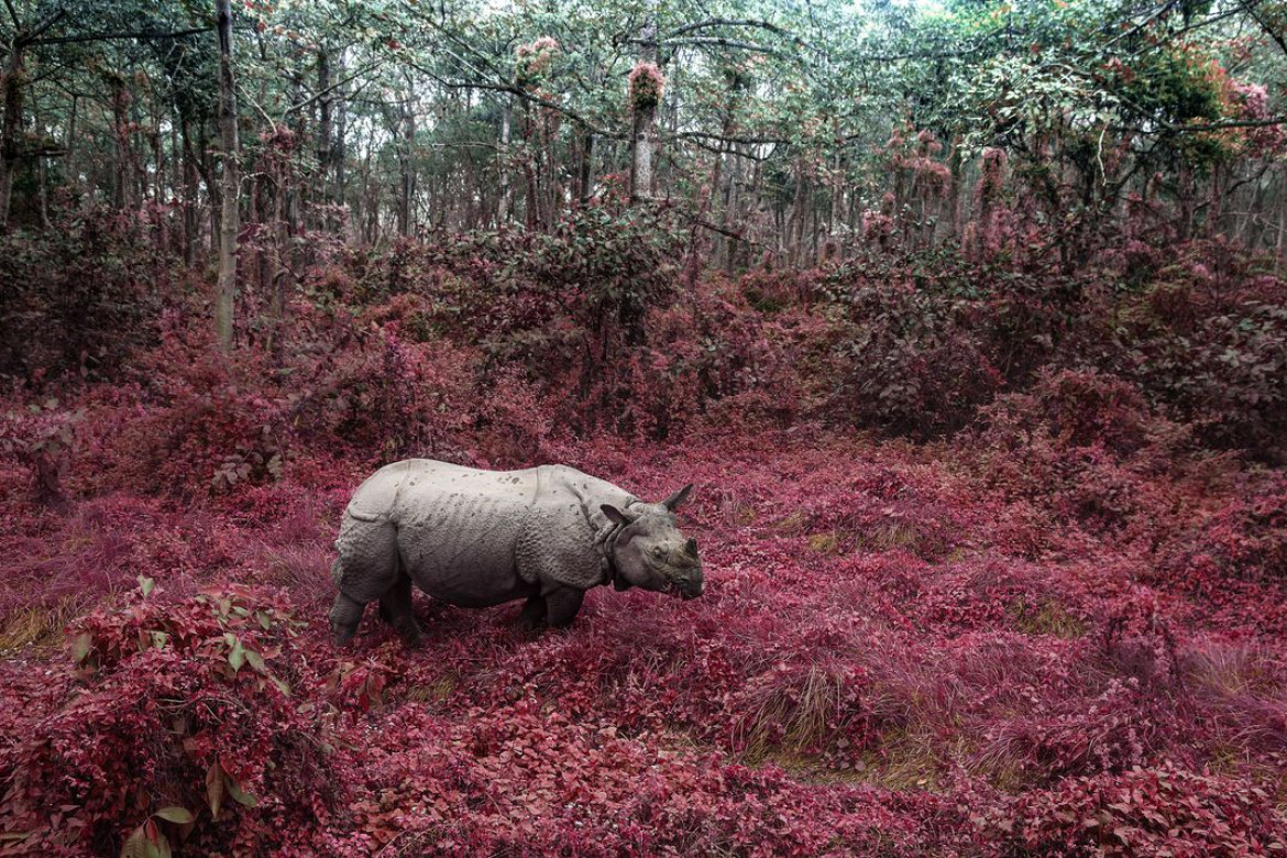 fot. Tanya Sharapova, "Rhino From Chitwan", finalista kategorii Altered Images