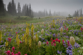 Bob Gibbons, I miejsce w kategorii "Wildflower Landscapes"