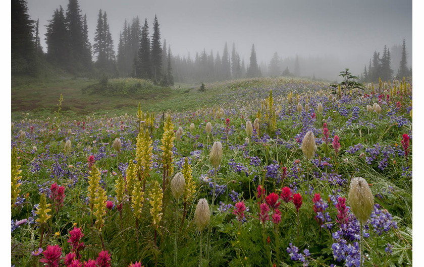Bob Gibbons, I miejsce w kategorii Wildflower Landscapes