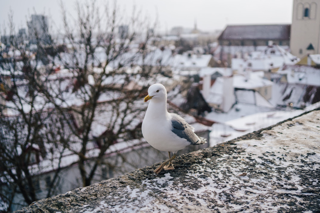 1/2500 s, f/2.2, ISO 100, 35.0 mm