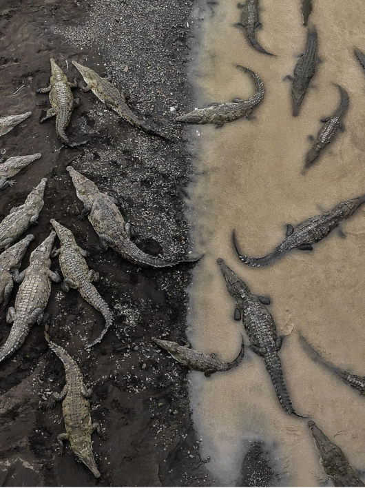 fot. Tarun Sinha, Crocodiles at Rio Tarcoles, 3. miejsce w kategorii Natura