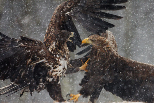 Wildlife Photographer of the Year 2008 - wystawa pokonkursowa