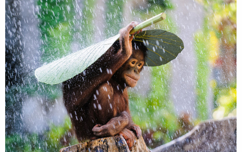 (c) Andrew Suryono, Indonesia, Entry, Nature and Wildlife Category, Open Competition, 2015 Sony World Photography Awards