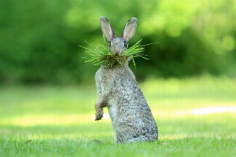 Fotografia przyrody na wesoło. Oto najlepsze zdjęcia z konkursu Comedy Wildlife Photography Awards 2017