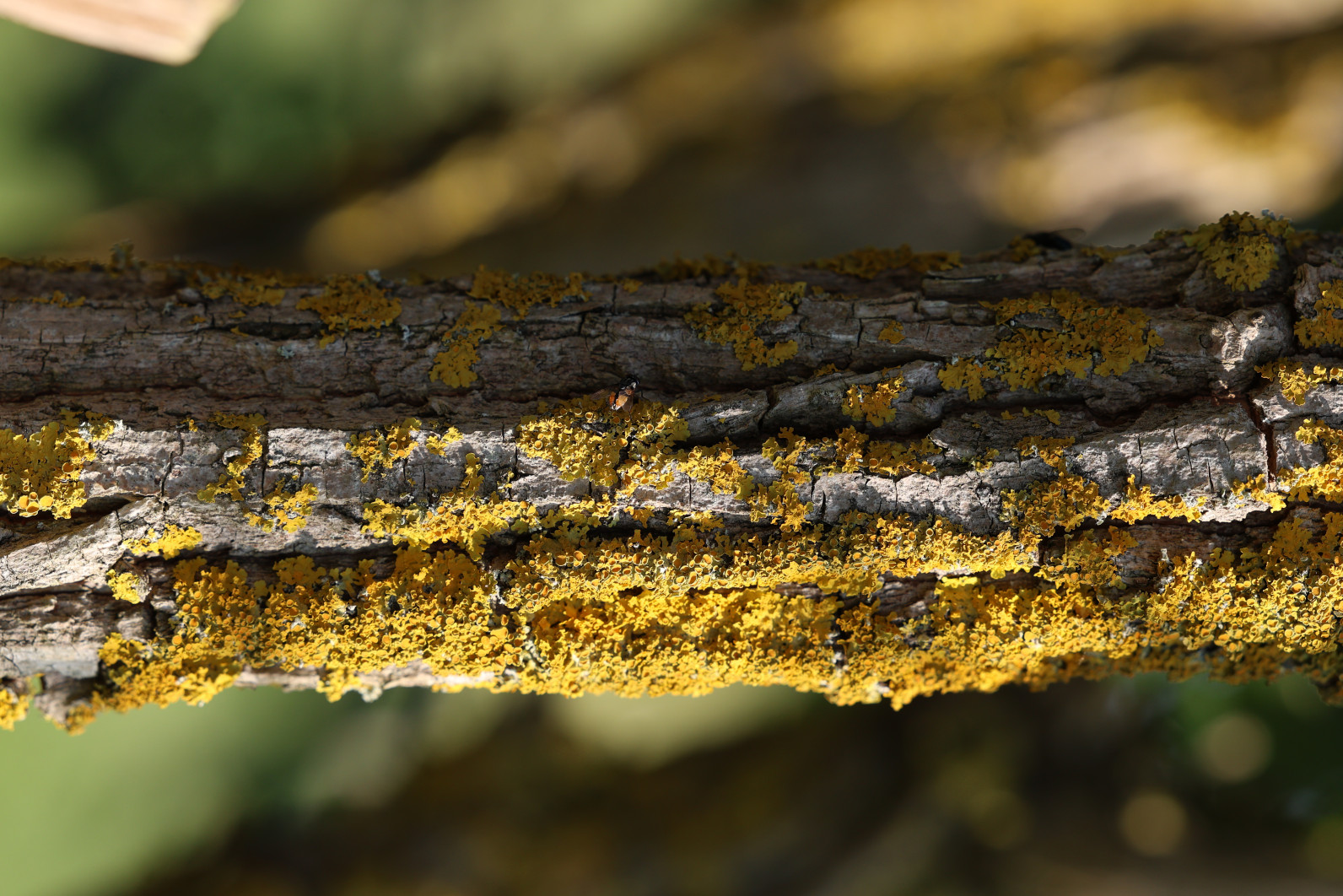1/500 s, f/5.6, ISO 320, 172.0 mm