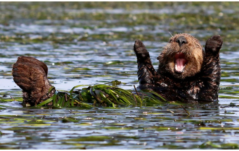 fot. Penny Palmer / Comedy Wildlife Photography Awards