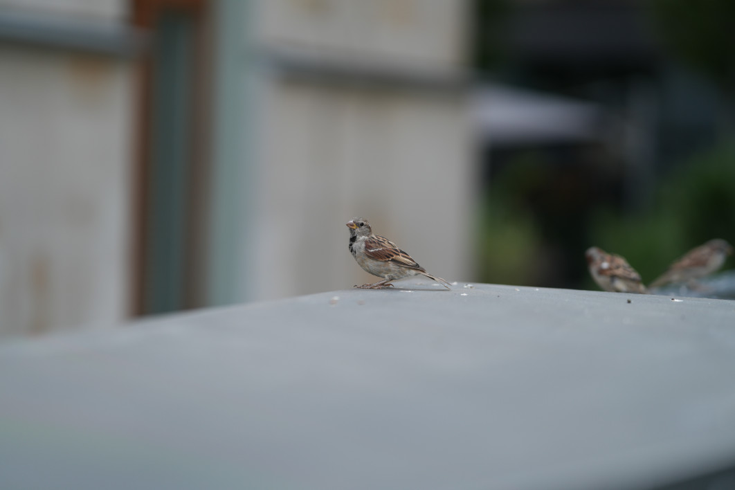 1/800 s, f/1.4, ISO 100, 85 mm