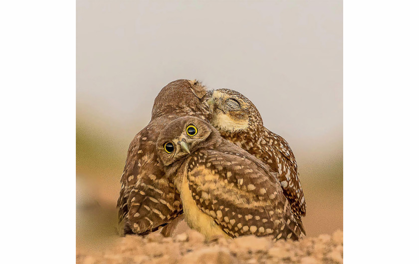 fot. Melissa Usrey / Comedy Wildlife Photography Awards