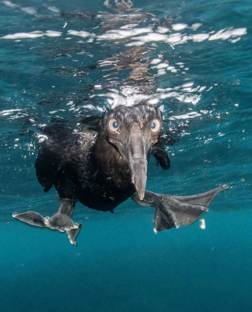 Oto najlepsze zdjęcia ptaków!  Rozstrzygnięto konkurs Bird Photographer of the Year 2026. Trzech Polaków wśród nagrodzonych