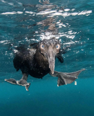 Oto najlepsze zdjęcia ptaków!  Rozstrzygnięto konkurs Bird Photographer of the Year 2026. Trzech Polaków wśród nagrodzonych