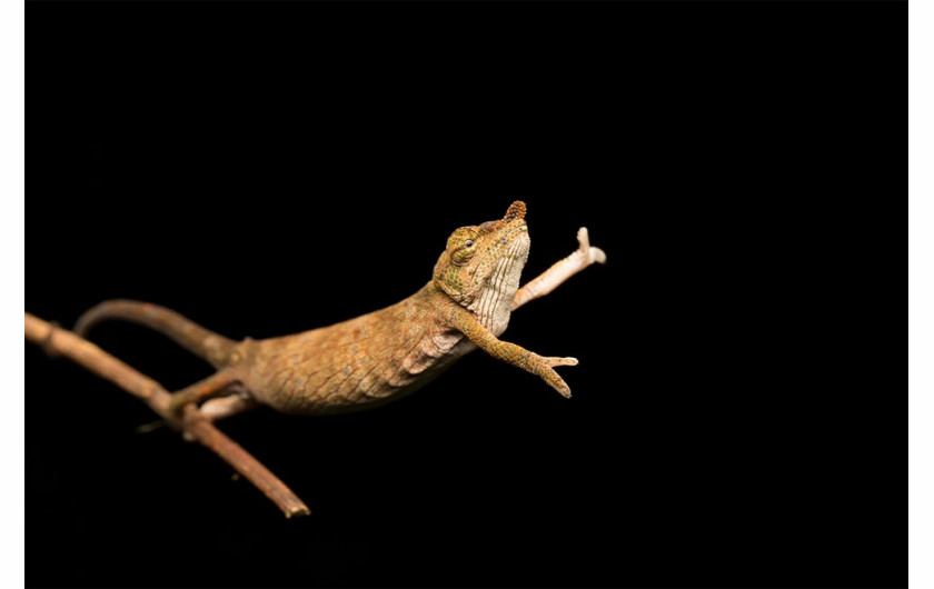 fot. Jasmine Vink / Comedy Wildlife Photography Awards