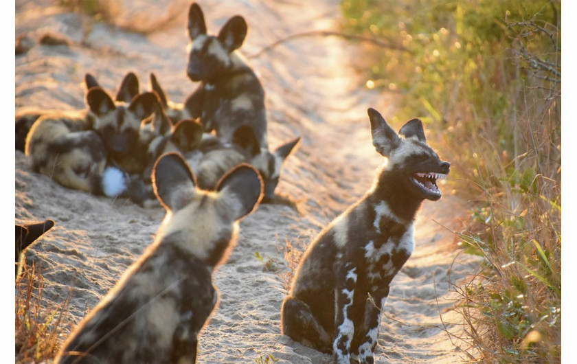 fot. Tina Stehr / Comedy Wildlife Photography Awards