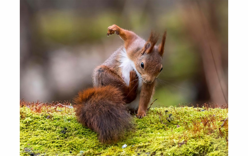 fot. Johnny Kaapa / Comedy Wildlife Photography Awards