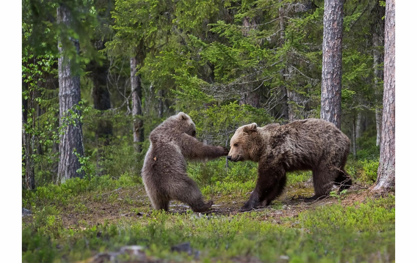 fot. Hannele Kaihola / Comedy Wildlife Photography Awards