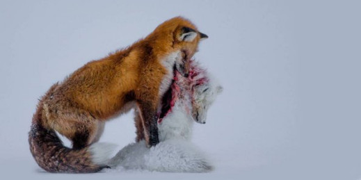 Konkurs Wildlife Photographer of the Year 2015 rozstrzygnięty