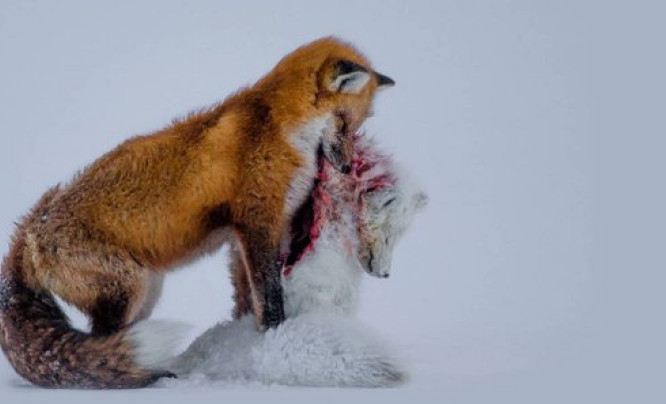  Konkurs Wildlife Photographer of the Year 2015 rozstrzygnięty