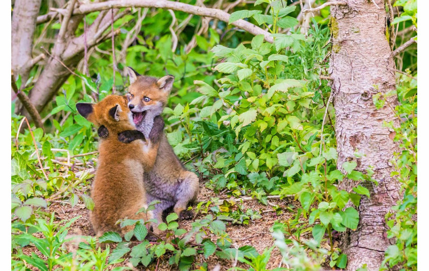 fot. John Sheridan / Comedy Wildlife Photography Awards