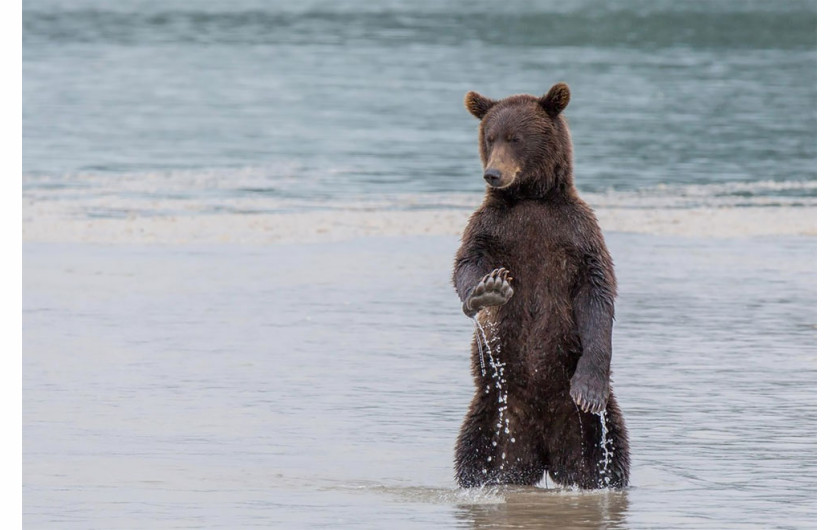 fot. Denis Budkov / Comedy Wildlife Photography Awards