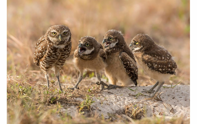 fot. Barb D’Arpino / Comedy Wildlife Photography Awards