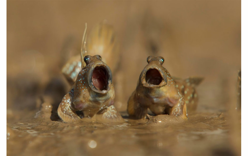 fot. Daniel Trim / Comedy Wildlife Photography Awards