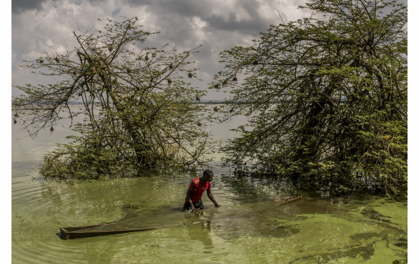 fot. Frederic Noy / Panos Pictures, Lake Victoria Dying. 3. nagroda w kategorii EnvironmentNielegalny rybak wyławia łódkę, którą przez większość dnia trzyma w ukryciu pod wodą jez. Wiktorii w Ugandzie. Jezioro Wiktorii, jedne z  wielkich jezior afrykańskich pokrywa teren 60 tys. kilometrów kwadratowych, jednak jego ekosystem zagrożony jest przez odpady przemysłowe, agrykulturę i przełowienie. Szacuje się, że 70% gatunków ryb żyjących w jeziorze zagraża wyginięcie, Dlatego też niedozwolone jest łowienie na małą skalę, przy którym umierają także młode osobniki. Biedni rybacy, nie mając pieniędzy na większe kutry i specjalne sieci nie mają jednak wyboru.